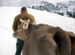 Kadr z filmu. Na tle śniegu i ośnieżonych gór mężczyzna odwrócony do widza tyłem, w zimowej brązowej kurtce, prowadzi byka. Widzimy głowę i fragment tułowia tego byka.