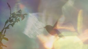 W refleksach słońca widać sylwetkę kolibra podlatującego do kwiatu.