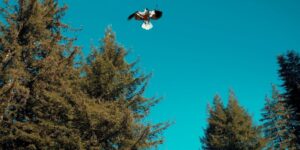 drzewa, błękitne niebo, na jego tle ptak ochlapany krwią