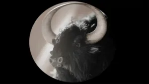 Kadr z filmu animowanego. Okrągłe zdjęcie czarnego bawoła z białymi rogami na czarnym tle.