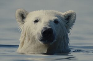 niedźwiedź polarny - głowa wystająca z wody