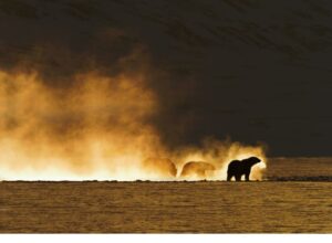 Niedźwiedź idzie przez pustynny, pylisty krajobraz, w tle unoszą się kłęby kurzu oświetlone ciepłym światłem.